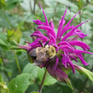 bee on the bee balm