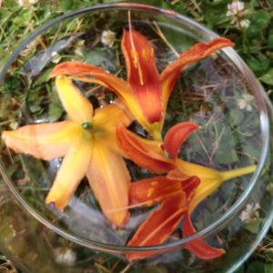 Day Lily flower essence